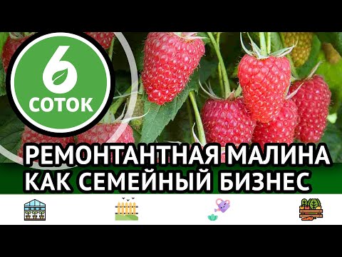 Видео: Ремонтантная малина как семейный бизнес. 6 соток 19.09.2022