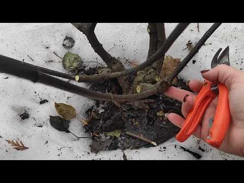 Видео: Весенняя омолаживающая и формирующая обрезка взрослого куста метельчатой гортензии Ванилла Фрейз🌿🌿