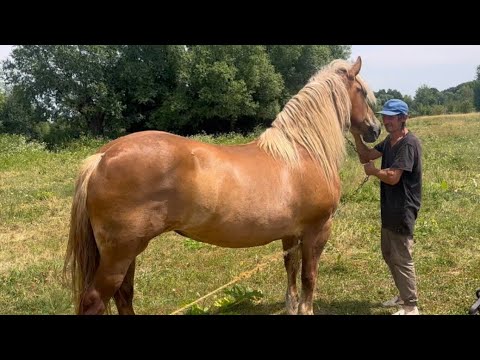 Видео: Дуже Великий Вибір Коней на Продажу