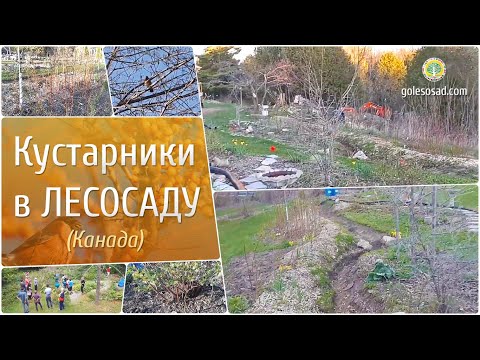 Видео: Кустарники в Лесосаду (Канада)