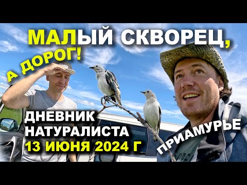 Видео: Малый скворец. Птицы Приамурья. 13.06.2024. Дневник натуралиста