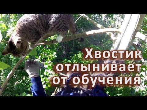 Видео: Хвостик опять. Учебно-тренировочно-просветительское видео.