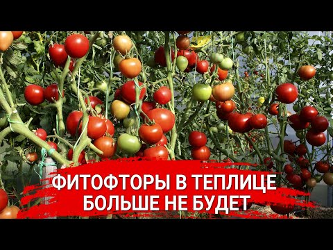 Видео: Фитофторы в теплице больше не будет