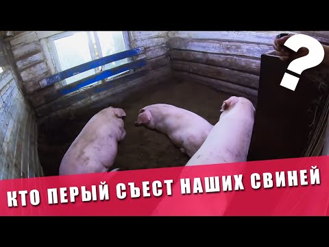 Видео: ОПЯТЬ ПОТЕРИ | КОМАРЫ АТАКУЮТ СВИНЕЙ | Как спасти свиней? | Сломался Кормилец | Передумали продавать