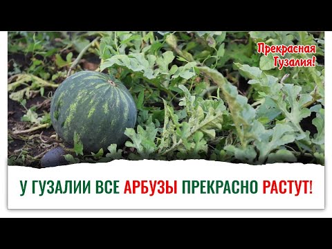 Видео: Как вырастить арбузы на севере дальнем, с Кормилицей Микоризой, 33 Богатыря, Фитоспорином и Гуми