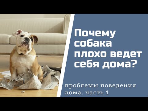 Видео: Собака плохо ведет себя дома. Причины и что с этим делать