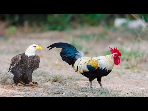 Видео: Эту Схватку Животных Вы Запомните На Всю Жизнь #2