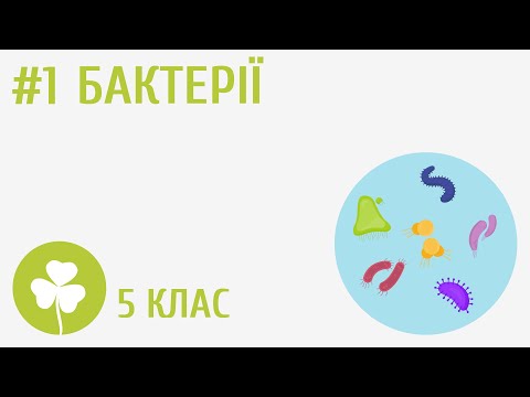 Видео: Бактерії #1