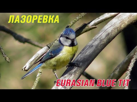 Видео: Лазоревка / Eurasian blue tit / Cinciarella / Синиця блакитна