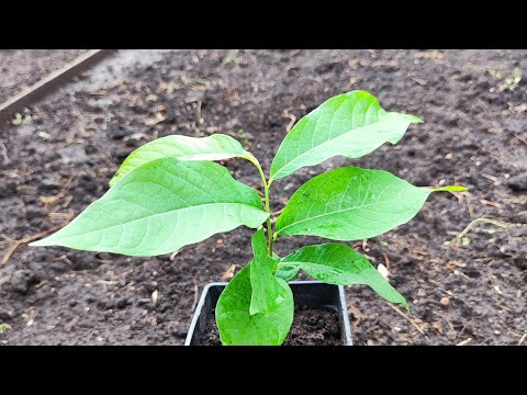 Видео: Стан сіянців Азиміни на 15 вересня 2024 р.