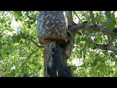 Видео: Рой никому не нужен