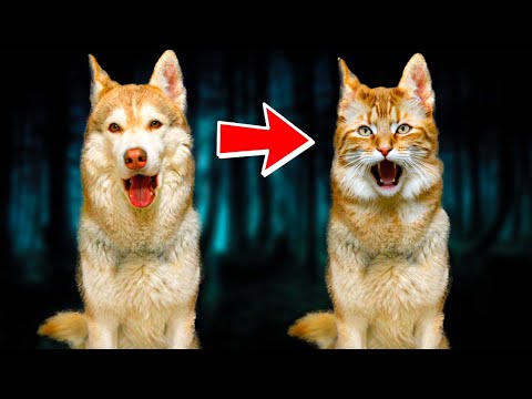 Видео: Я ТЕПЕРЬ РЕАЛЬНО КОТ!! (Хаски Бублик) Говорящая собака Mister Booble