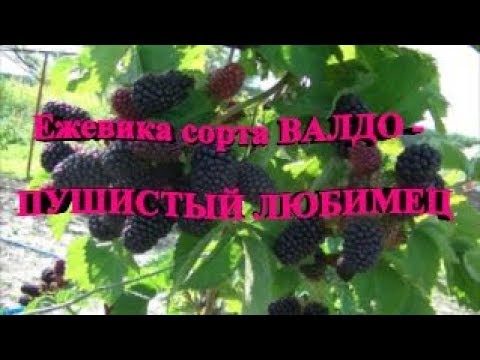 Видео: Сорт ежевики ВАЛДО - пушистый любимец