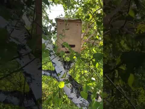 Видео: Ловлю бродячих роев!