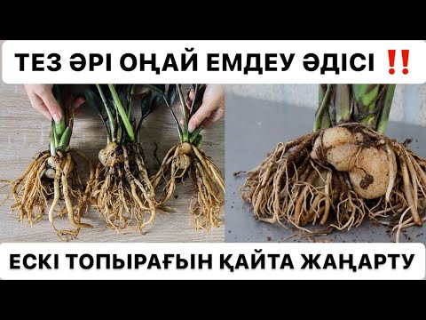 Видео: ДОЛЛАР ГҮЛІНІҢ ТАМЫРЫ ШІРІСЕ😥ГҮЛГЕ ЖАҢА ӨМІР СЫЙЛАУ(реанимация)#доллар#замиокулькас#garden