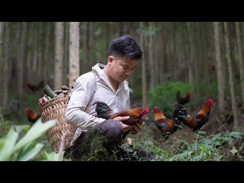 Видео: Ловя диких кур, в один счастливый день, генеральный директор строит жизнь с нуля