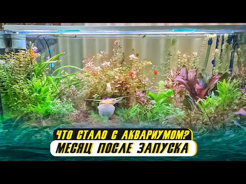 Видео: Аквариум на 500 литров - месяц после запуска. Я такого не ожидал!