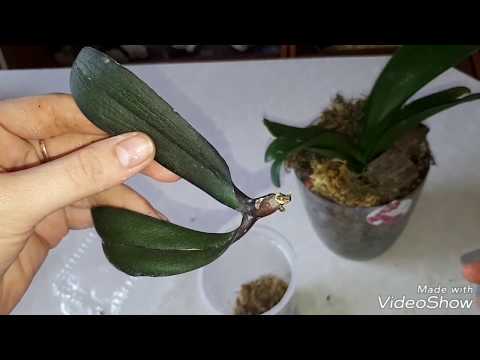 Видео: РЕАНИМАЦИЯ , полторы ОРХИДЕИ восстание из пепла