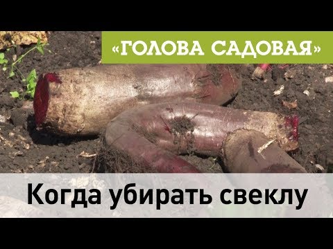 Видео: Голова садовая - Когда убирать свеклу