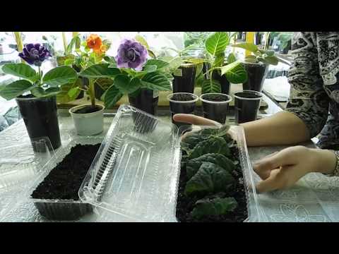 Видео: 🌱Глоксиния, фрагменты листа дали детки, как рассадить 🌱how to grow gloxinia