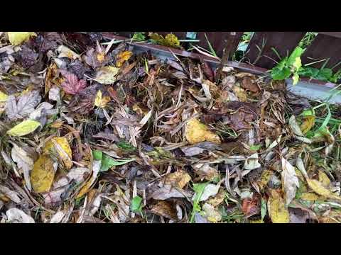 Видео: Как использую листовой опад на грядках