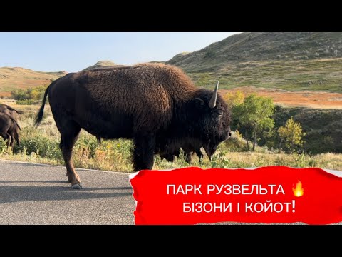 Видео: СПРАВЖНЄ САФАРІ В США 🦬🐾 | ПАРК РУЗВЕЛЬТА @IrynaWhereIAm 