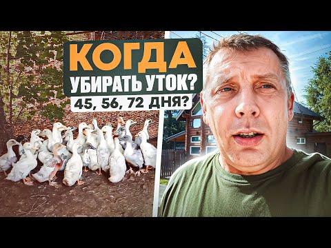 Видео: ЭКСКЛЮЗИВ от фермера: идеальное время для забоя уток - 45, 56 или 72 дня? Смотрите! 🦆 #МоеПодворье