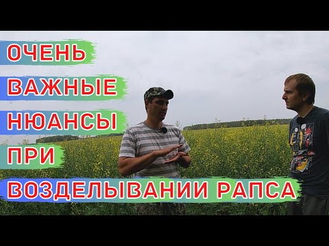 Видео: Высокие Урожаи Рапса по Зерновым Предшественникам / Сорт ярового рапса Абилити