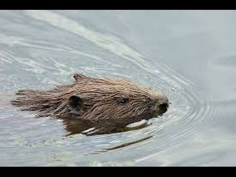 Видео: Охота на бобра 2016