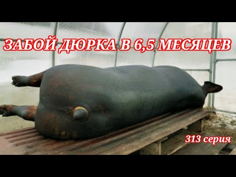 Видео: Забой кабана породы дюрок в 6,5 месяцев
