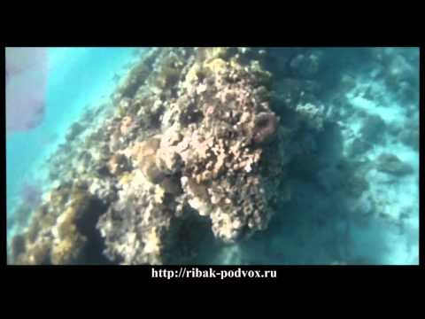 Видео: "В маске под водой". Выпуск-4 [Хургада.Эпизод-4]