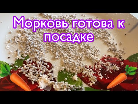 Видео: Проращивание семян моркови для быстрой всхожести!