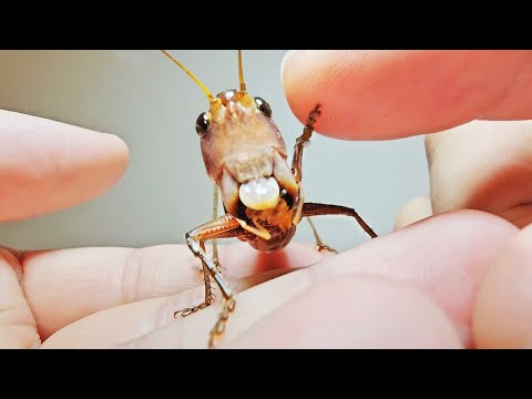 Видео: Процесс подружки с кузнечиком.