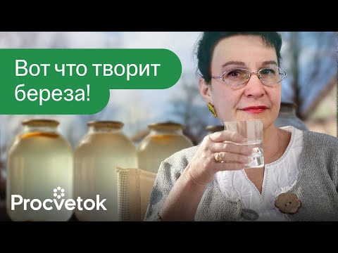 Видео: ОДНО РАСТЕНИЕ ОТ 100 БОЛЕЗНЕЙ! Польза березового сока и березового листа для здоровья