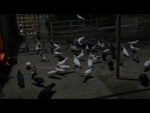 Видео: #Pigeons.Возможно из вольерных голубей получить лёт и бой?