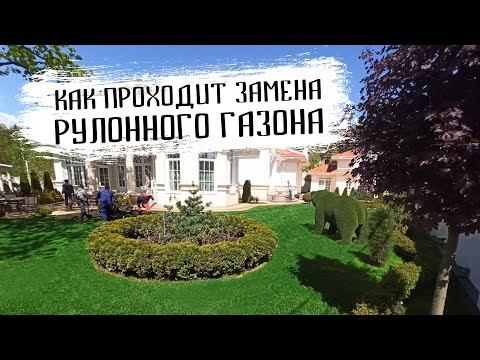 Видео: Замена рулонного газона на участке. Как заменить рулонный газон