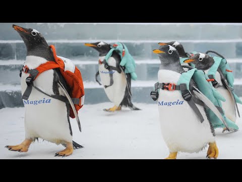 Видео: Linux Mageia в школе