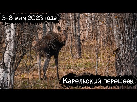 Видео: Карельский перешеек | Поход по Ленинградской области