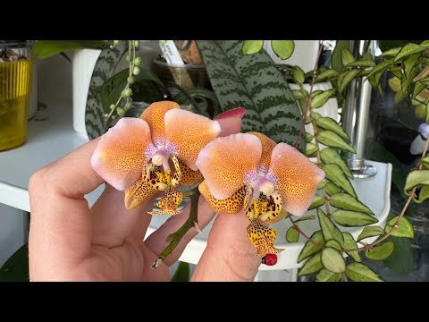 Видео: #Phal.StuartianaVarNobilisXSchilliriana и цветы на балконе