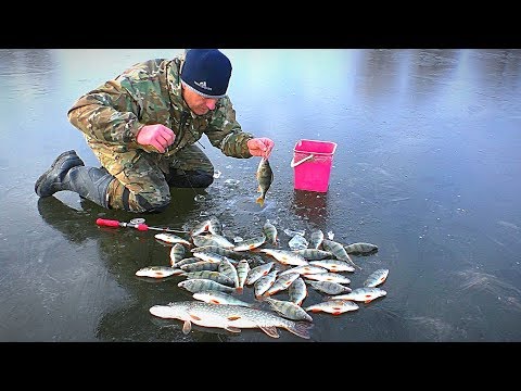 Видео: СНОВА ПЕРВЫЙ ЛЁД, ОПАСНЫЙ и ЩЕДРЫЙ. Щука атаковала окуня. Жерлицы. Зимняя рыбалка.