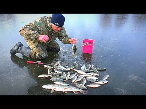 Видео: СНОВА ПЕРВЫЙ ЛЁД, ОПАСНЫЙ и ЩЕДРЫЙ. Щука атаковала окуня. Жерлицы. Зимняя рыбалка.