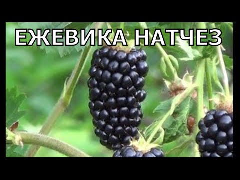Видео: Ежевика Натчез (Natchez).