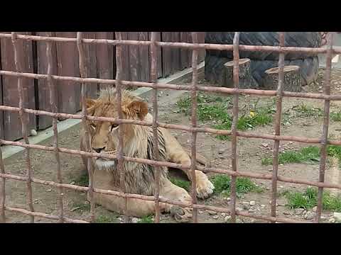 Видео: Возле Шерхана строится новый вольер, кушать подано и разговор с поклонницей львёнка. Минск 4 июня.