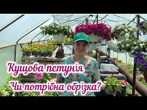 Видео: Кущова петунія. Чи потрібна обрізка?