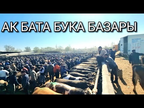 Видео: НООКЕН Р/НУ АК БАТА МАЛ БАЗАРЫ БУКАЛАР ЖАНА ӨСПҮРҮМ ЭРКЕК ТОРПОКТОРДУН РЕАЛДУУ БААЛАРЫ.