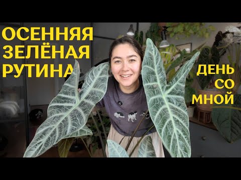 Видео: пересадка ОГРОМНОЙ АЛОКАЗИИ| УЮТНАЯ осенняя РУТИНА с ПОЛИВОМ комнатных РАСТЕНИЙ |один СОЛНЕЧНЫЙ день