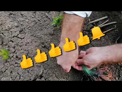 Видео: Установка капкана для курапатка для фазан Кеклик кабг 89384245820 имо ватсап
