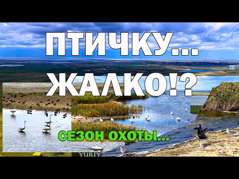 Видео: Тысячи крыльев над степью: дрон-экспедиция по рекам и озёрам Казахстана.
