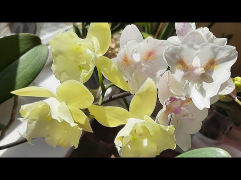 Видео: Квітування орхідей( зима-літо), + новинки 🦋🌺🌿