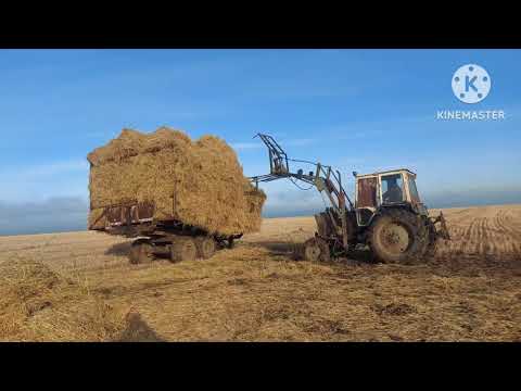 Видео: Жизнь в селе#Казахстан#Еще одну телегу соломы привезли и сложили.